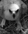 Golden eagle baby