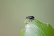 weevil