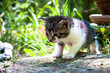 katze