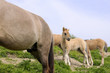 young konik foal  in landscape