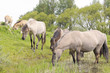 wild horses in beautiful landscape