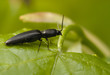 Elateridae