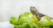 Bartagame auf Salat