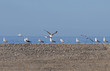 seagulls