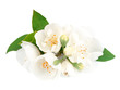Jasmine flowrs
