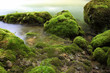 Moos am Wasser