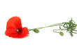 coquelicot