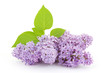 Blooming lilac flowers