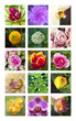 Fleur, jardin, jardinage, jardinerie, végétation, couleur