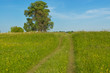 Beautiful country road, green meadow. Spring nature landscape