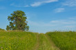 Beautiful country road, green meadow. Spring nature