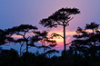 Beautiful sunrise and apline tree Beautiful sunrise and apline tree
