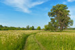 Beautiful country road, green meadow. Spring nature