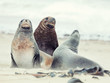 Sea lions