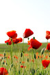 red poppies