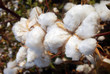 Cotton Tree