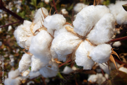 Photo: Cotton Tree Cotton Tree