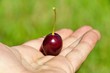 cerise fraîchement cueilli