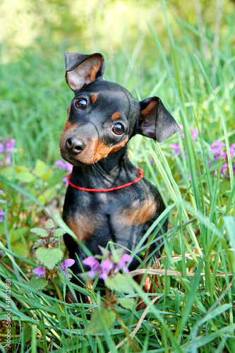 Photo: The Miniature Pinscher puppy, 3 months old The Miniature Pinscher puppy, 3 months old