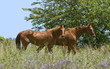 Horses in Pasture