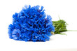 Foto: Beautiful blue cornflower Beautiful blue cornflower