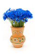 Beautiful blue cornflower