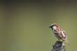 Passer domesticus (m) - Moineau domestique - House Sparrow