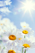 abstract vintage floral summer background