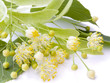 Linden flower