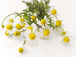 Fresh chamomile flowers