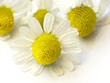 Chamomile flower