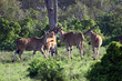 Herd of Eland