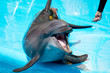 Foto: playful Dolphin playful Dolphin