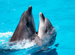 Foto: Two dolphins swim in the pool Two dolphins swim in the pool