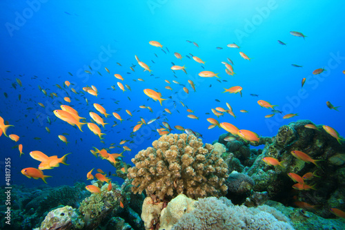 Photo: Coral Reef and Tropical Fish Coral Reef and Tropical Fish