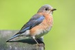 Female Eastern Bluebird Female Eastern Bluebird