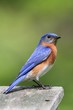 Male Eastern Bluebird Male Eastern Bluebird