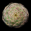 Organic artichoke