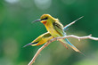 Blue-Tailed Bee Eater Blue-Tailed Bee Eater
