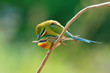 Blue-Tailed Bee Eater Blue-Tailed Bee Eater
