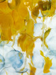 cells blue border transparent yellow  dispersed in water