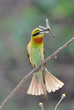 Blue-Tailed Bee Eater with Prey Blue-Tailed Bee Eater with Prey