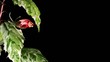 Blooming pink Hibiscus (Hibiscus Cooperi) (Time Lapse) Blooming pink Hibiscus (Hibiscus Cooperi) (Time Lapse)