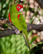Red and green parrot roosting on branch Red and green parrot roosting on branch