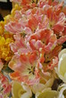 Salmon Parrot Tulips