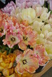 Salmon Parrot Tulips