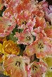 Salmon Parrot Tulips