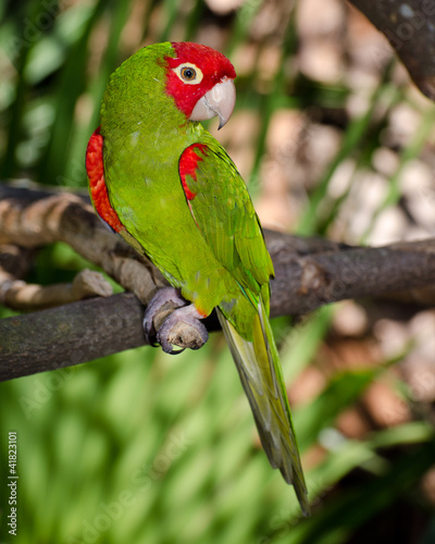 Photo: Red and green parrot roosting on branch Red and green parrot roosting on branch
