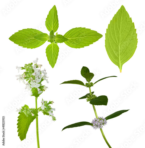 Photo: set of isolated mint leaves set of isolated mint leaves