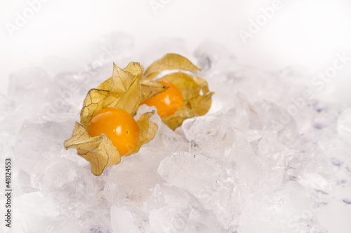 Foto: physalis physalis